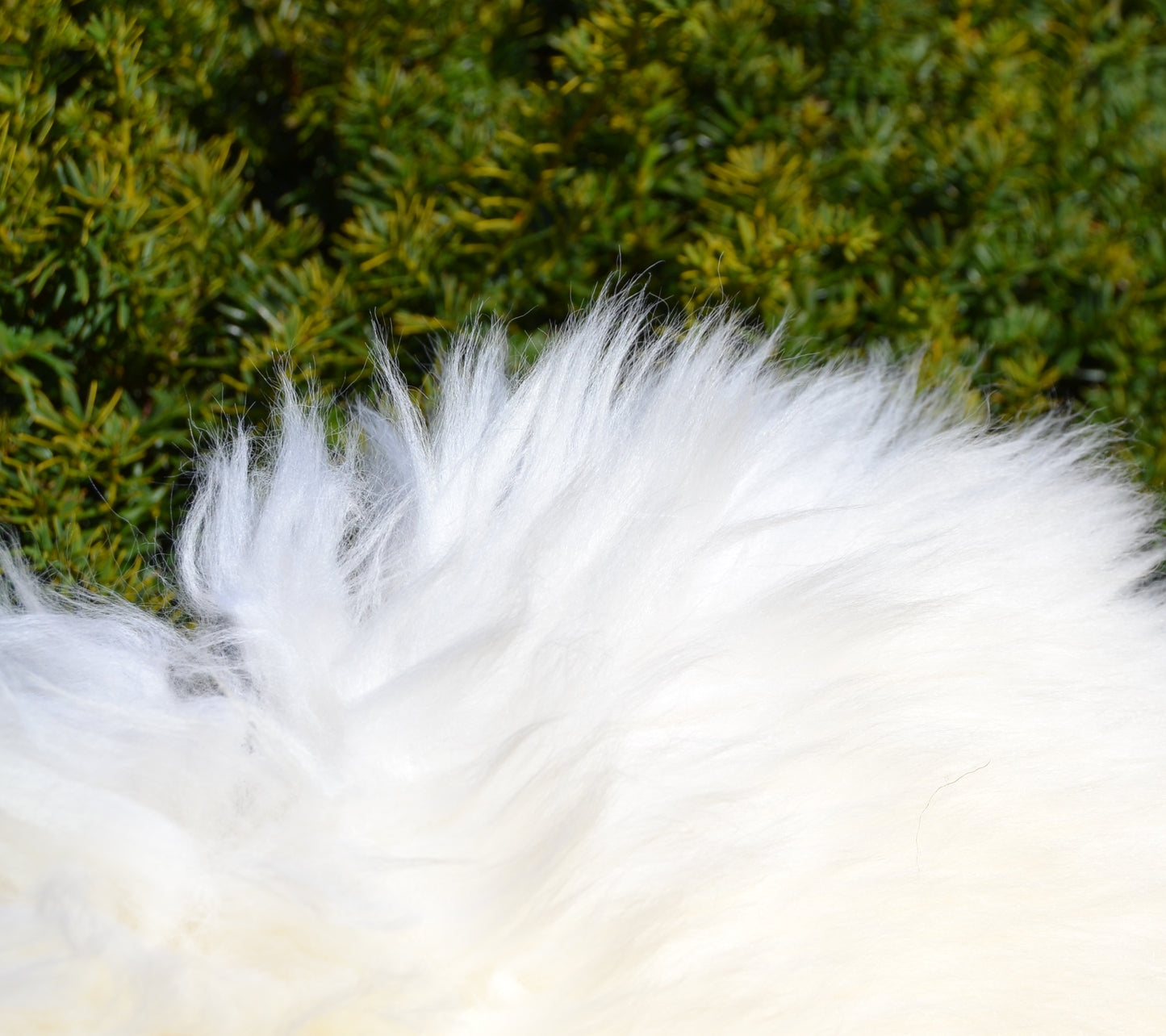 Weißes Merino-Schafsfell