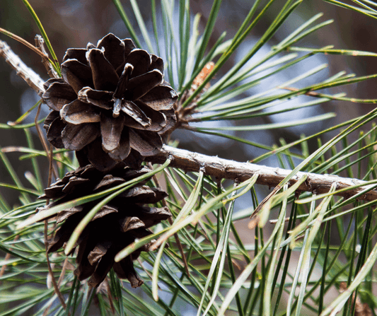 Die Zirbe: Ein Wunderbaum der alpinen Regionen